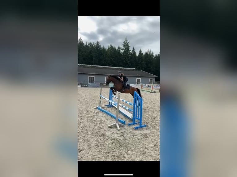 Hannoveraan Merrie 15 Jaar 168 cm Bruin in Gadow