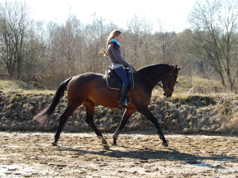 Hannoveraan Merrie 15 Jaar 168 cm Donkerbruin in Brokstedt