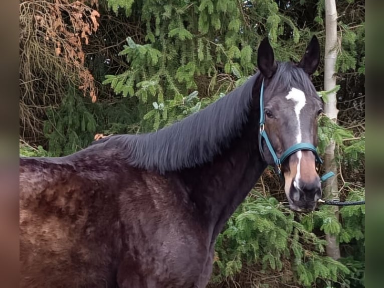 Hannoveraan Merrie 15 Jaar 168 cm Donkerbruin in Sögel