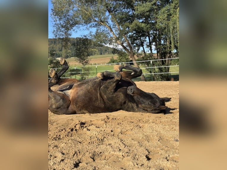 Hannoveraan Merrie 15 Jaar 168 cm Donkerbruin in Bad Münder am Deister