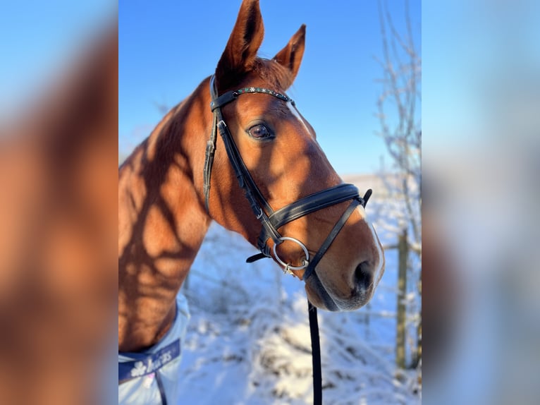 Hannoveraan Merrie 15 Jaar 168 cm Vos in Bad Kreuznach