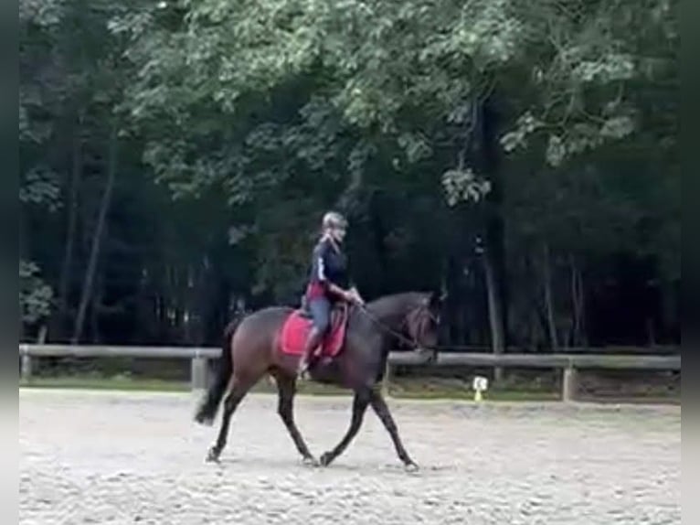 Hannoveraan Merrie 15 Jaar 168 cm Zwartbruin in Horstmar