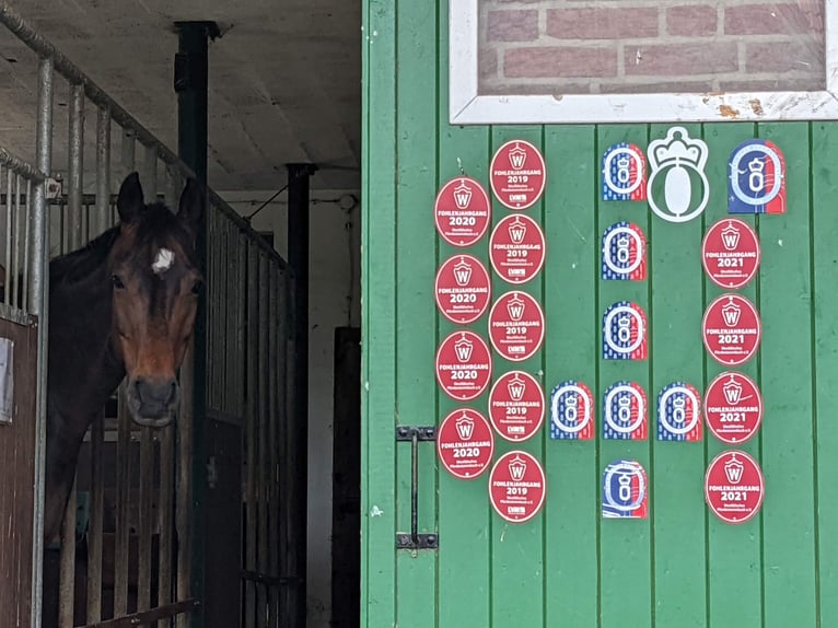 Hannoveraan Merrie 15 Jaar 168 cm Zwartbruin in Horstmar