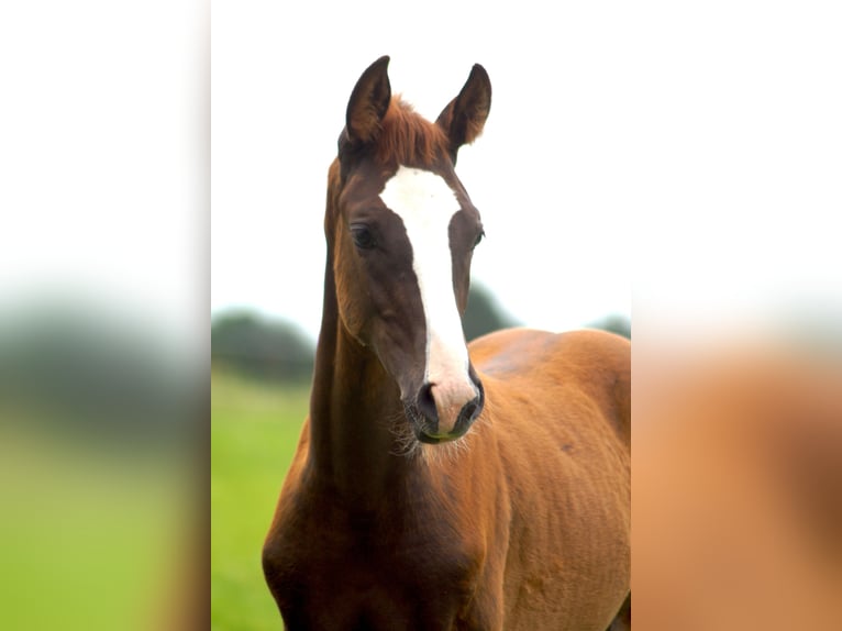 Hannoveraan Merrie 15 Jaar 168 cm Zwartbruin in Horstmar