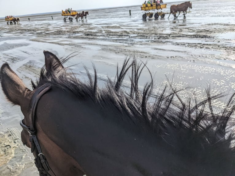 Hannoveraan Merrie 15 Jaar 168 cm Zwartbruin in Horstmar