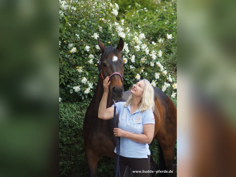 Hannoveraan Merrie 15 Jaar 168 cm Zwartbruin in Horstmar