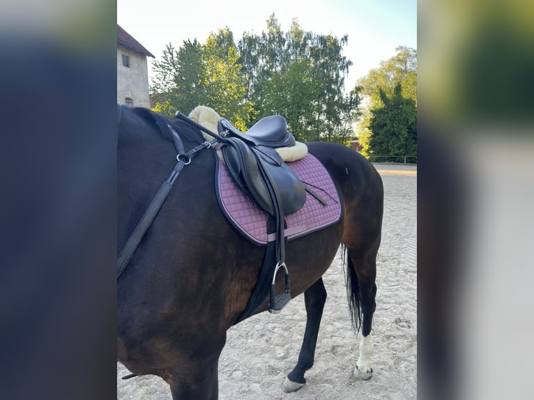 Hannoveraan Merrie 15 Jaar 169 cm Bruin in Kalbe (Milde)