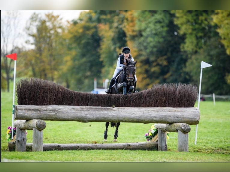 Hannoveraan Merrie 15 Jaar 170 cm Donkerbruin in Egestorf
