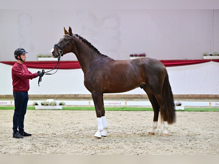 Hannoveraan Merrie 15 Jaar 170 cm Donkere-vos in Eilenburg