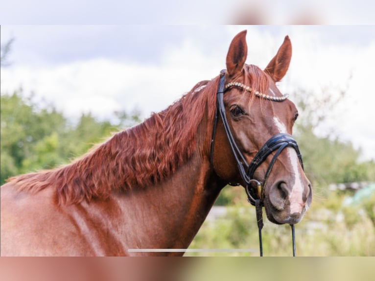 Hannoveraan Merrie 15 Jaar 170 cm Donkere-vos in Teltow