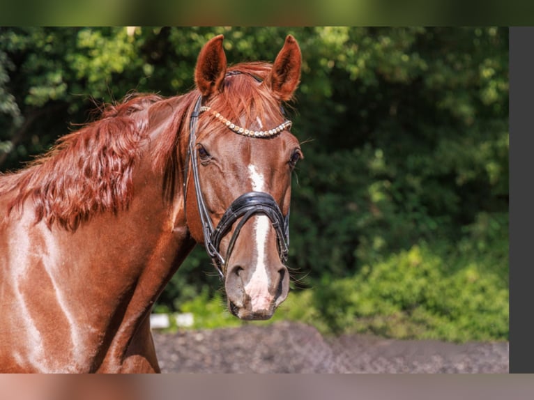Hannoveraan Merrie 15 Jaar 170 cm Donkere-vos in Teltow