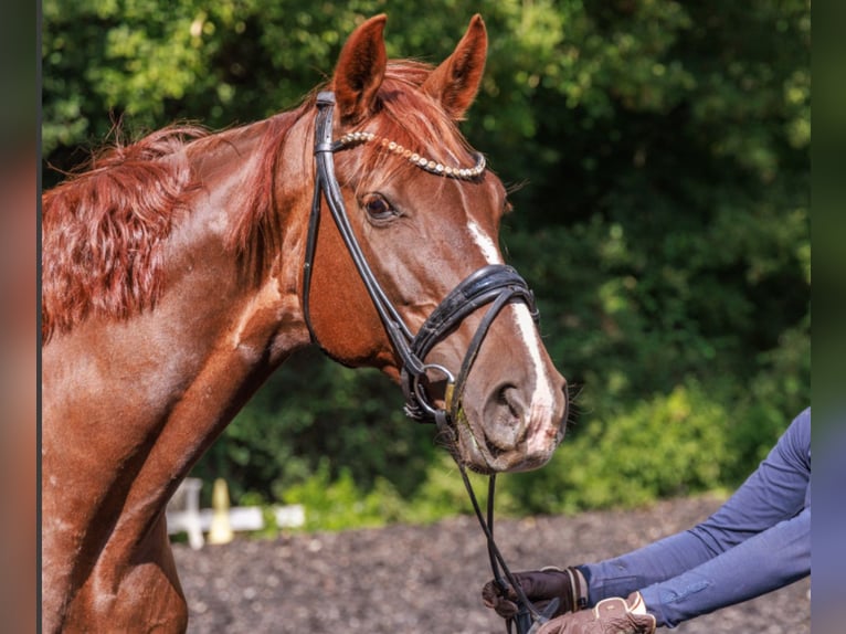 Hannoveraan Merrie 15 Jaar 170 cm Donkere-vos in Teltow