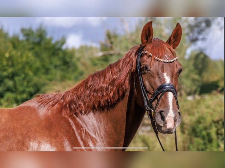 Hannoveraan Merrie 15 Jaar 170 cm Donkere-vos in Teltow