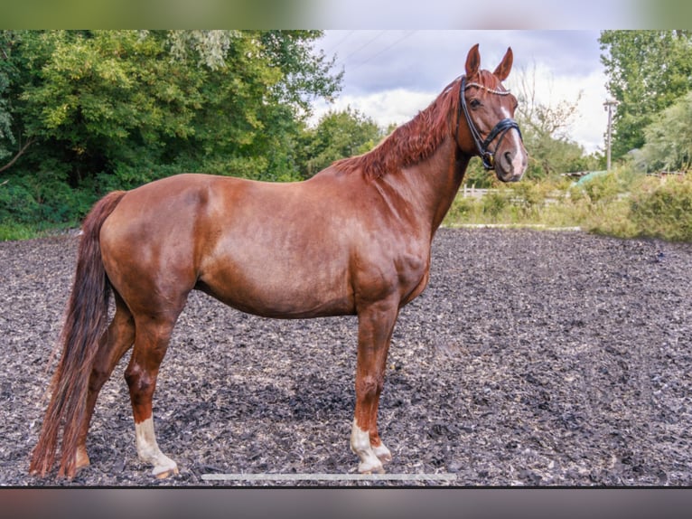 Hannoveraan Merrie 15 Jaar 170 cm Donkere-vos in Teltow