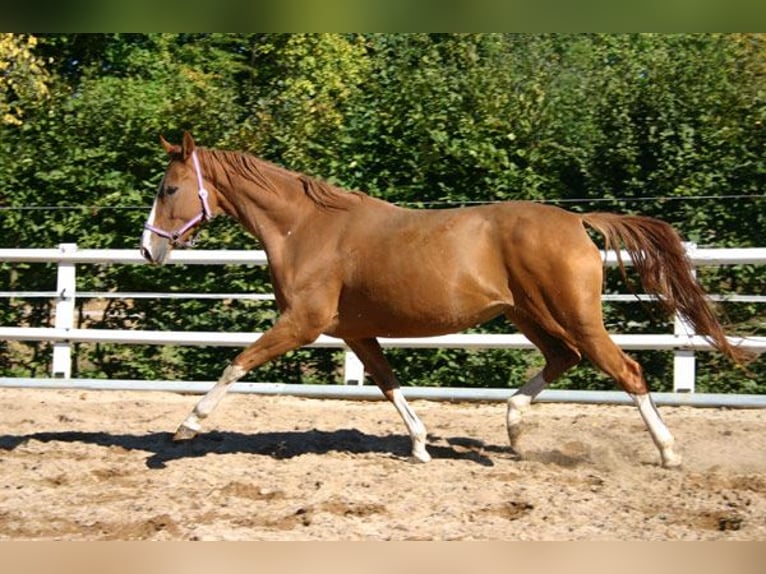 Hannoveraan Merrie 15 Jaar 170 cm Vos in Beaumont pied-de-boeuf