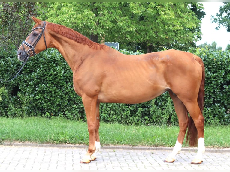 Hannoveraan Merrie 15 Jaar 170 cm Vos in Selsingen