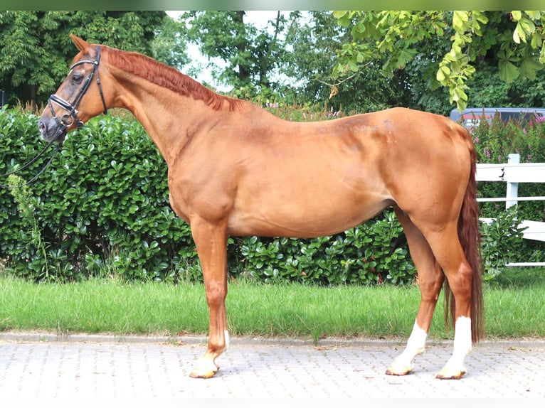Hannoveraan Merrie 15 Jaar 170 cm Vos in Selsingen