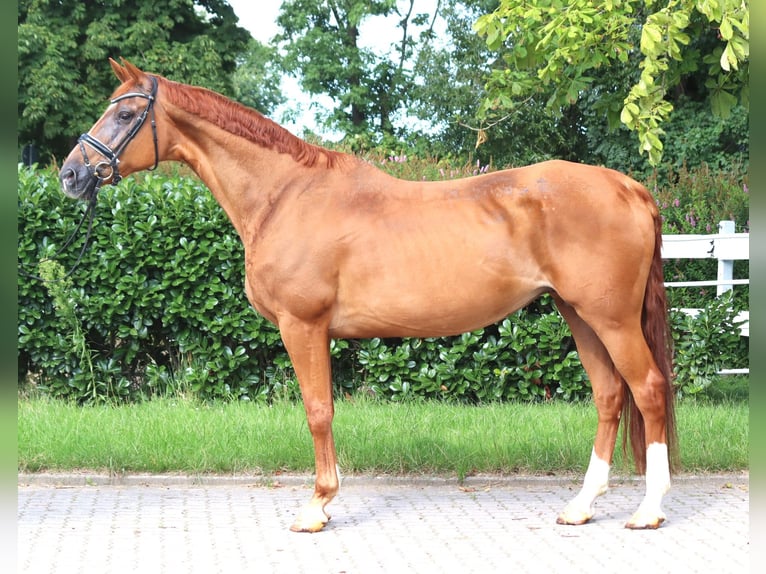 Hannoveraan Merrie 15 Jaar 170 cm Vos in Selsingen