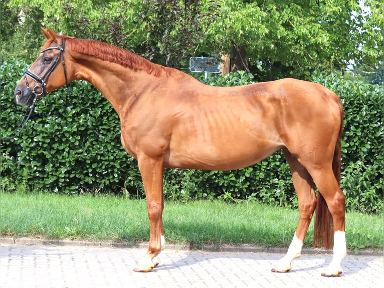 Hannoveraan Merrie 15 Jaar 170 cm Vos in Selsingen