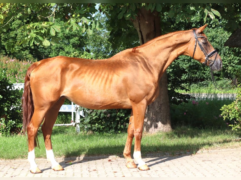 Hannoveraan Merrie 15 Jaar 170 cm Vos in Selsingen