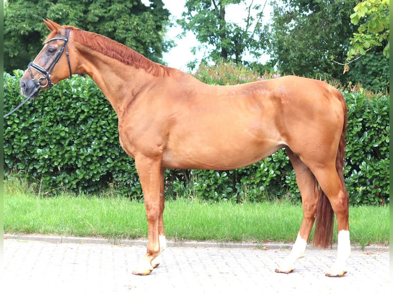Hannoveraan Merrie 15 Jaar 170 cm Vos in Selsingen