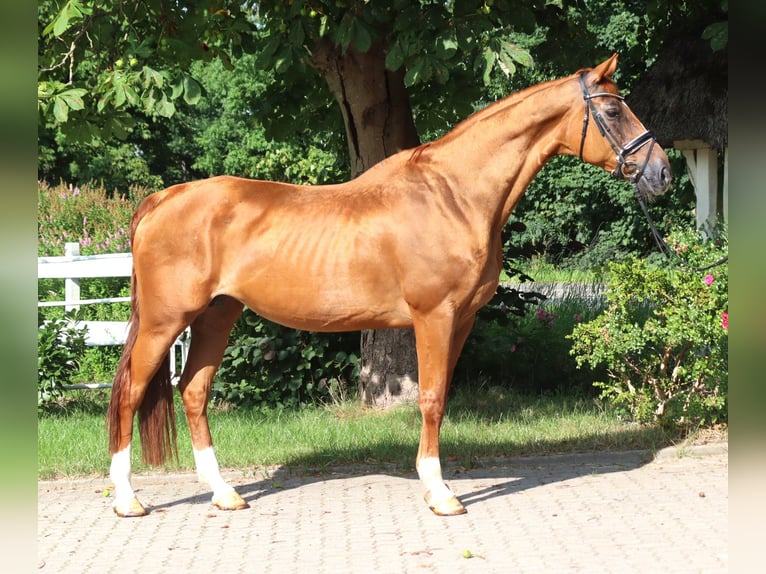 Hannoveraan Merrie 15 Jaar 170 cm Vos in Selsingen