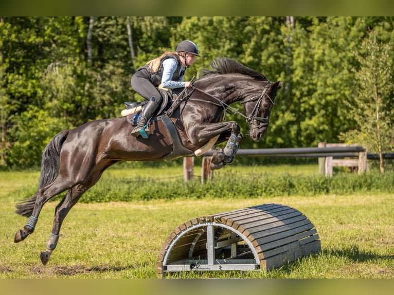 Hannoveraan Merrie 15 Jaar 170 cm Zwart in Rhede