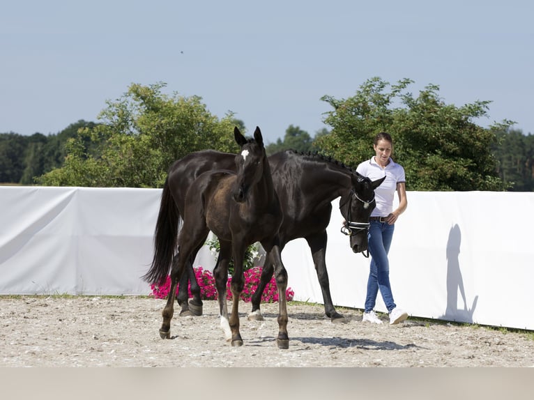 Hannoveraan Merrie 15 Jaar 170 cm Zwart in Belgern