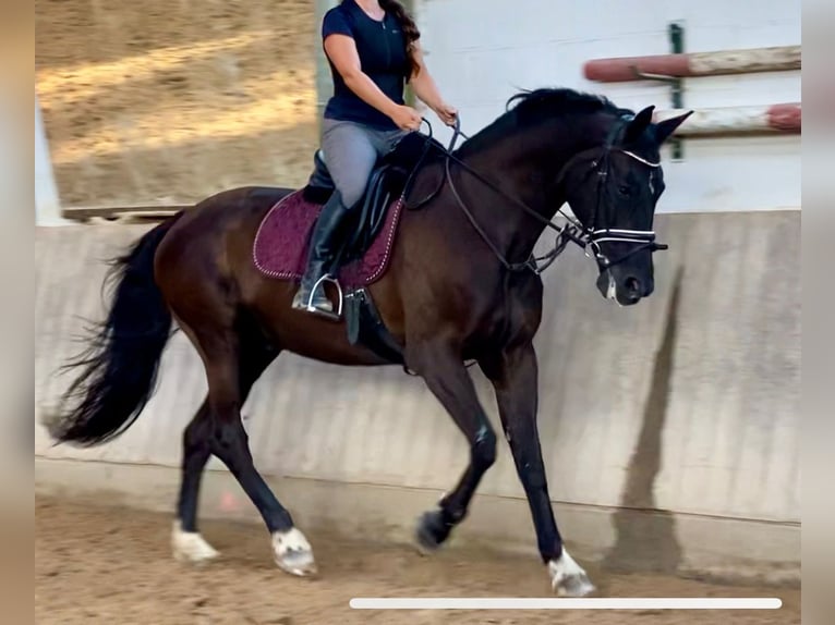 Hannoveraan Merrie 15 Jaar 170 cm Zwart in Tholey