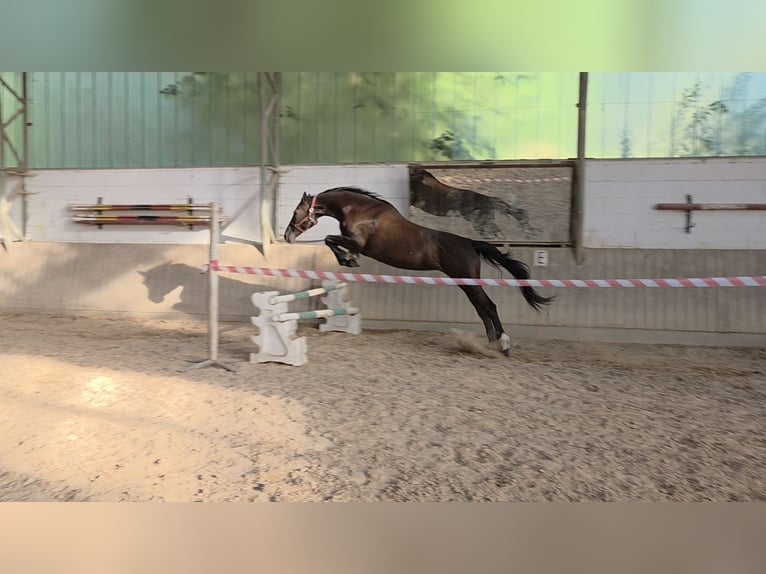 Hannoveraan Merrie 15 Jaar 170 cm Zwart in Tholey