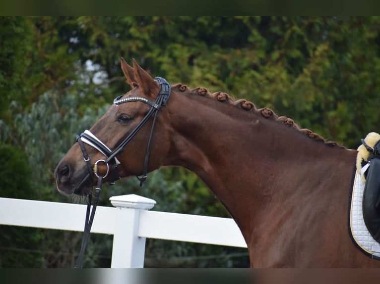 Hannoveraan Merrie 15 Jaar 172 cm Donkere-vos in Dätgen