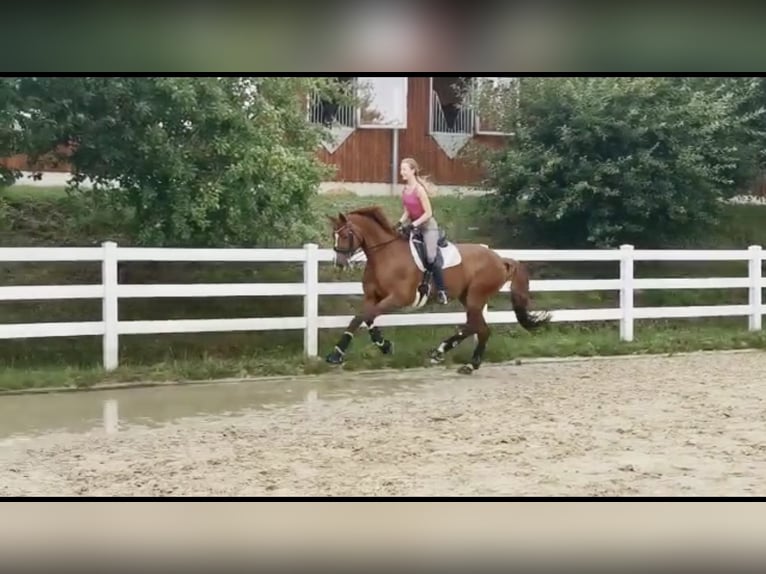 Hannoveraan Merrie 15 Jaar 172 cm Vos in Sprockhövel