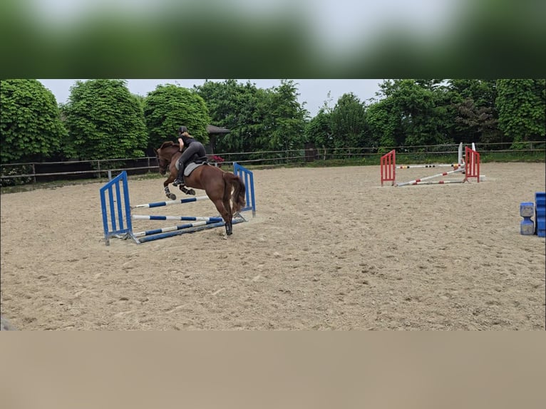 Hannoveraan Merrie 15 Jaar 172 cm Vos in Sprockhövel