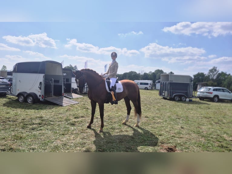 Hannoveraan Merrie 15 Jaar 172 cm Vos in Sprockhövel