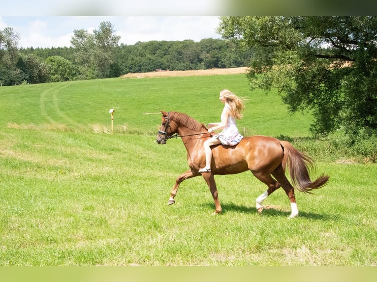 Hannoveraan Merrie 15 Jaar 172 cm Vos in Sprockhövel