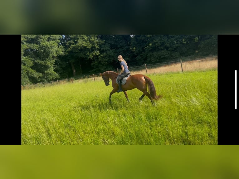 Hannoveraan Merrie 15 Jaar 172 cm Vos in Sprockhövel
