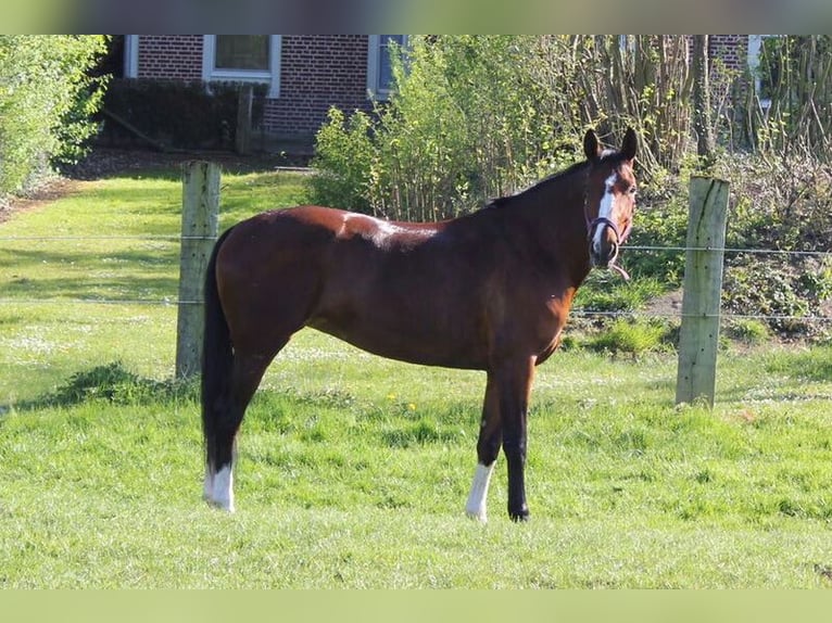 Hannoveraan Merrie 15 Jaar 173 cm Bruin in Gudensberg