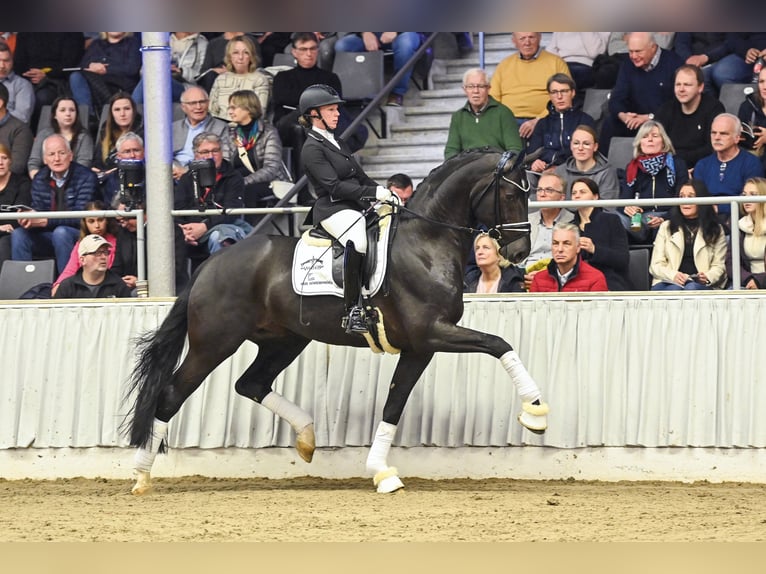 Hannoveraan Merrie 15 Jaar 173 cm Donkerbruin in Fronreute