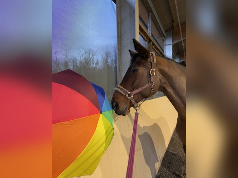Hannoveraan Merrie 15 Jaar 175 cm Bruin in Hohenm&#xF6;lsen