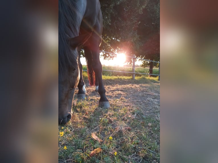 Hannoveraan Merrie 15 Jaar 175 cm Donkerbruin in Syke