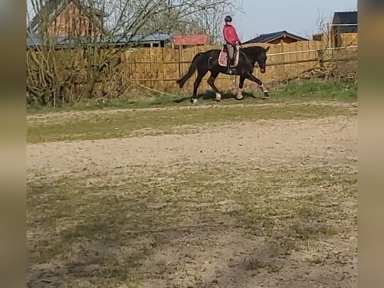 Hannoveraan Merrie 15 Jaar 175 cm Donkerbruin in Syke