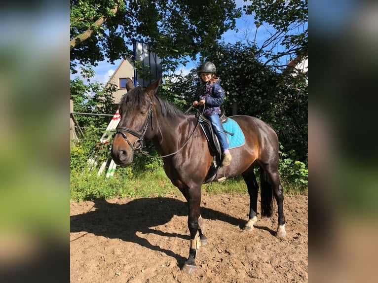 Hannoveraan Merrie 15 Jaar 175 cm Donkerbruin in Syke
