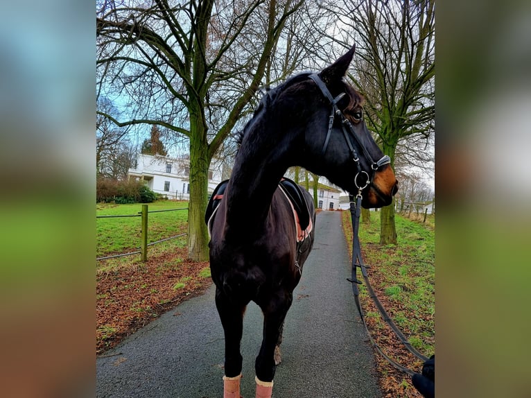 Hannoveraan Merrie 15 Jaar 175 cm Donkerbruin in Syke