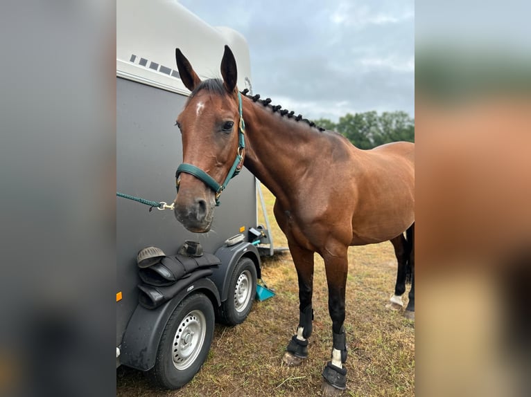 Hannoveraan Merrie 15 Jaar Bruin in Gadow