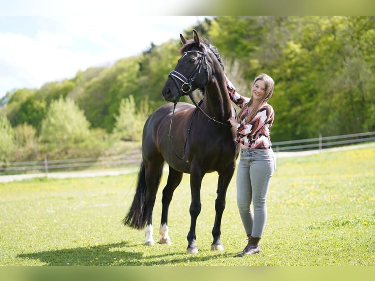 Hannoveraan Merrie 16 Jaar 155 cm Zwart in Drackenstein