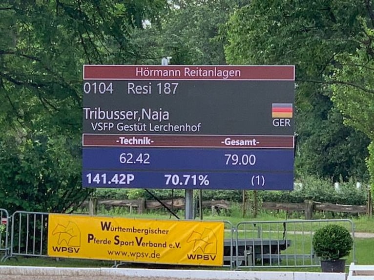 Hannoveraan Merrie 16 Jaar 155 cm Zwart in Drackenstein