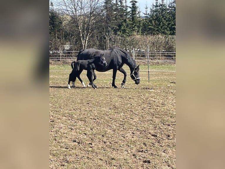 Hannoveraan Merrie 16 Jaar 155 cm Zwart in Drackenstein