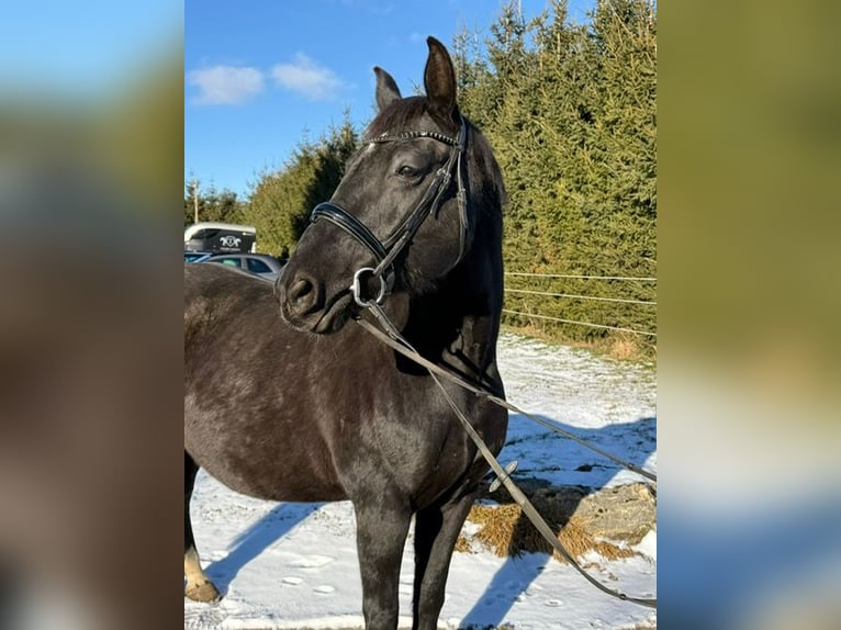 Hannoveraan Merrie 16 Jaar 155 cm Zwart in Drackenstein