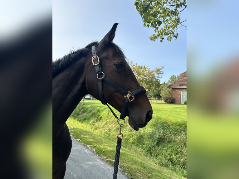 Hannoveraan Merrie 16 Jaar 159 cm Donkerbruin in Norden Norddeich
