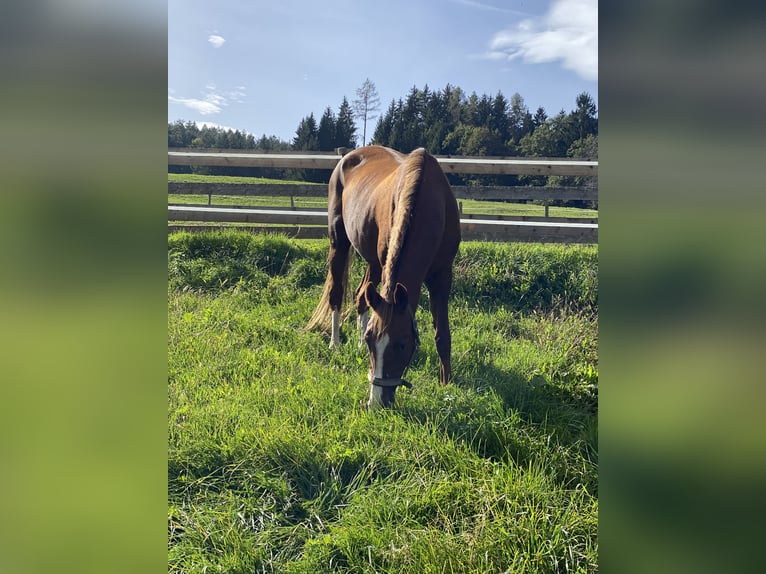 Hannoveraan Merrie 16 Jaar 163 cm Vos in Moosburg